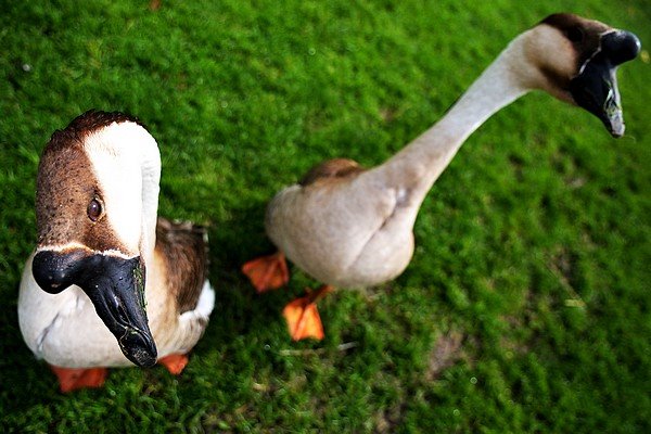 Geese, Beauval Zoological Park, Saint-Aignan, France, www.lost-pixel.net by www.lost-pixel.net