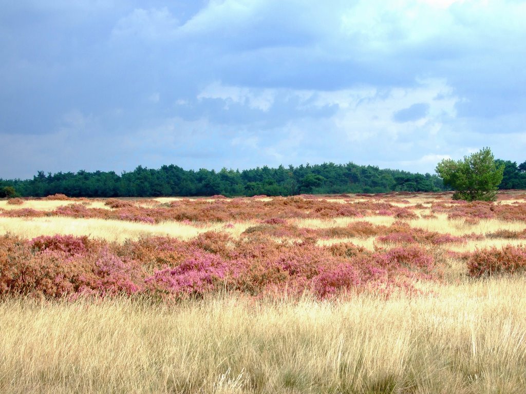 Hoge Veluwe by Jacques Bouckaert