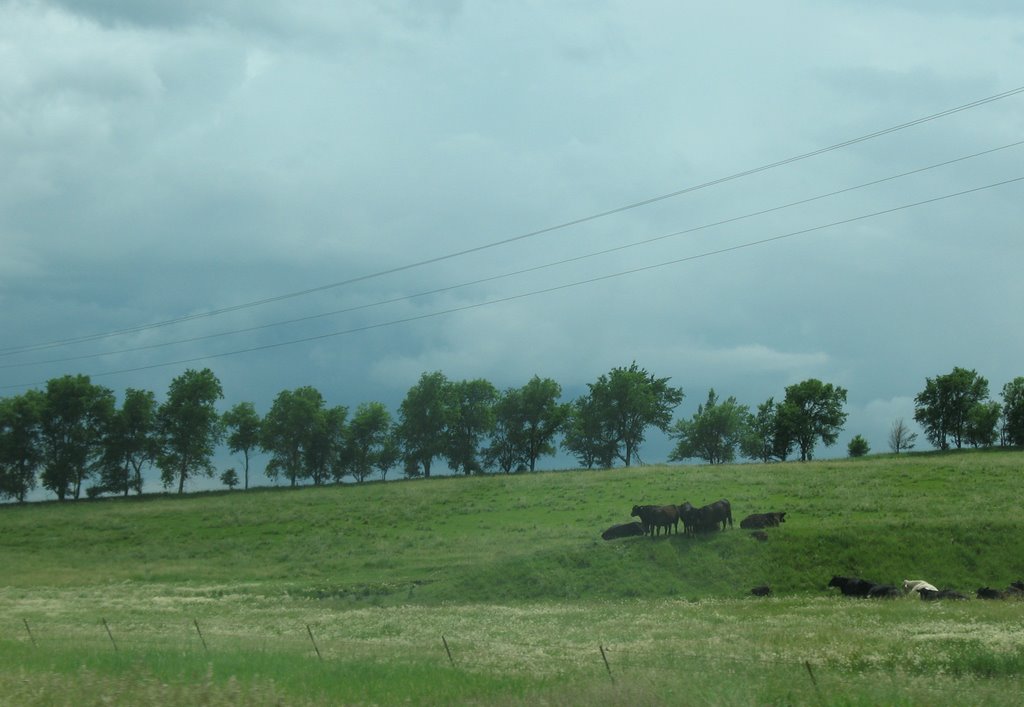 Cattle past 210th by sacoo