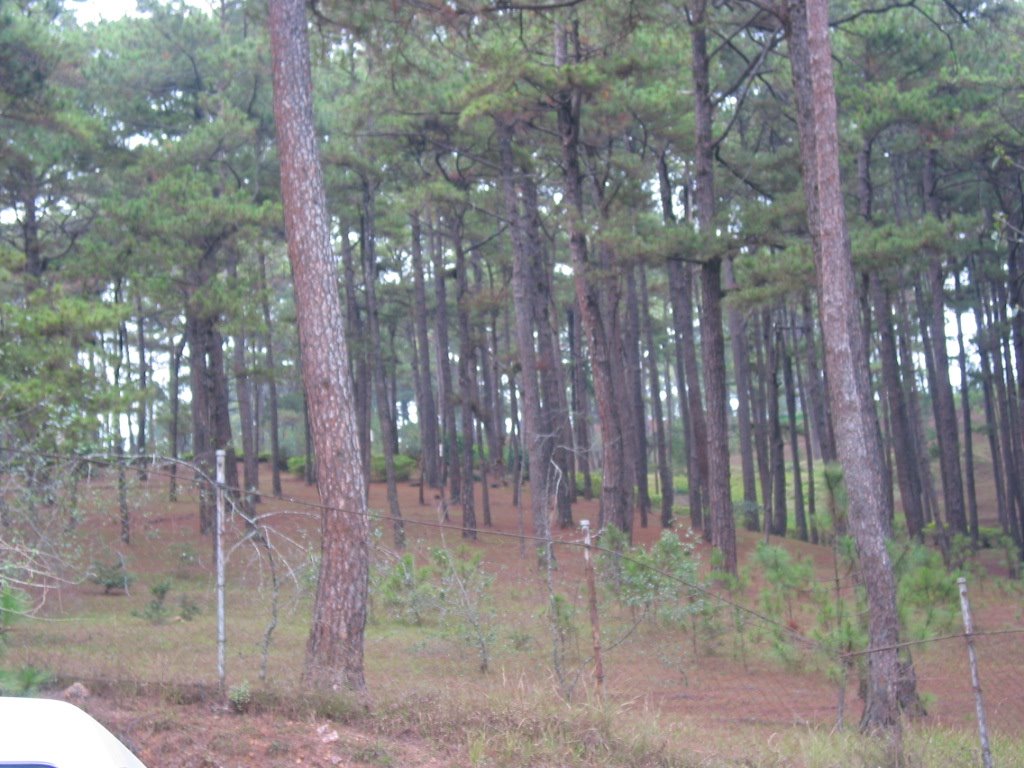 Pine Trees 1 by NeoRalston