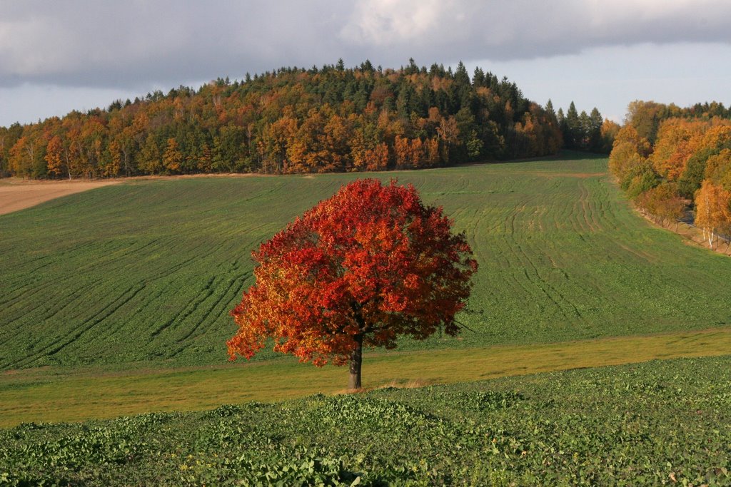 Großschönau Eiche am Steinberg by Karsten Schiller