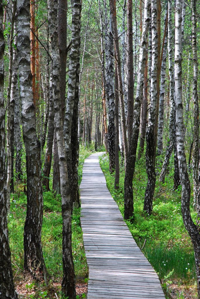 Natural cognitive trail in Varnikiai by Renatorius (Reno)