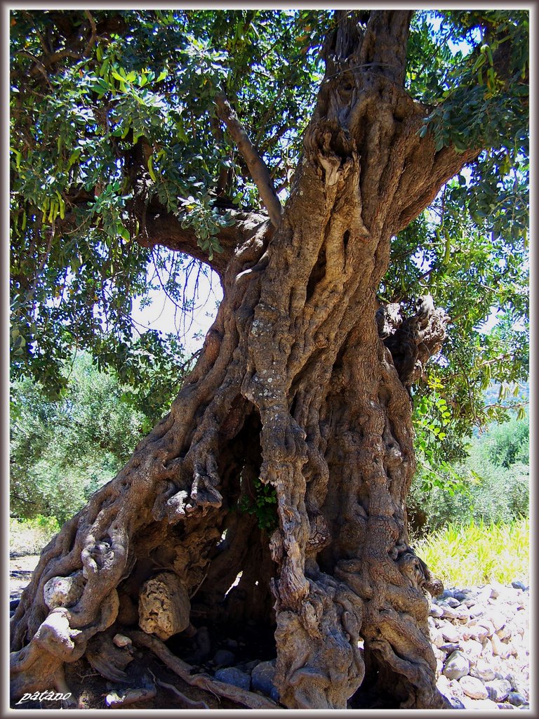 L'albero della carruba che a Creta ha sfamato tanta povera gente ! by patano