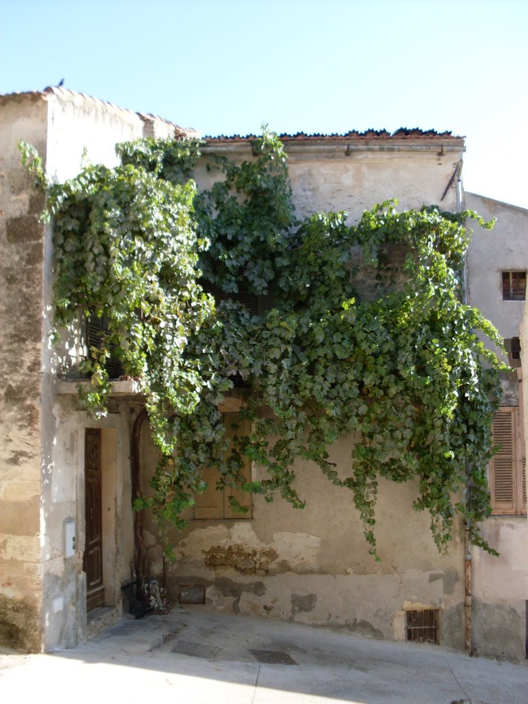 Pergola di vite by Alessandro Ponzelett…