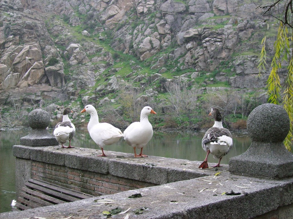 Palomas del Tajo by amatistha