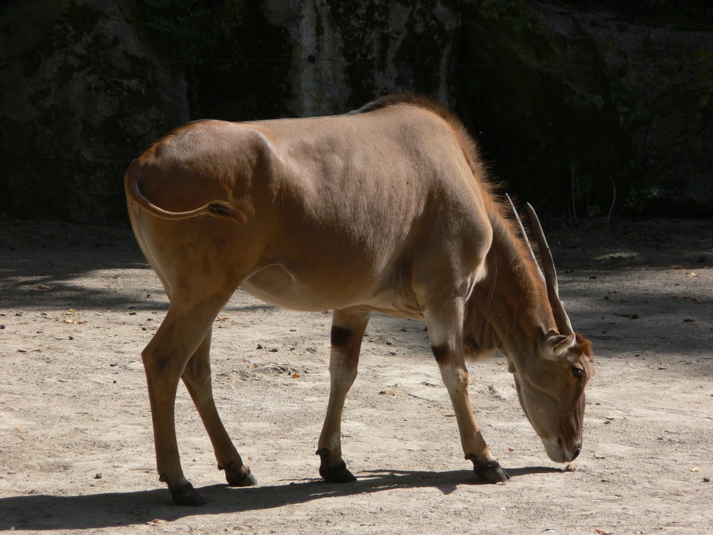 Lille - Zoo (Nord) by Naru Kenji