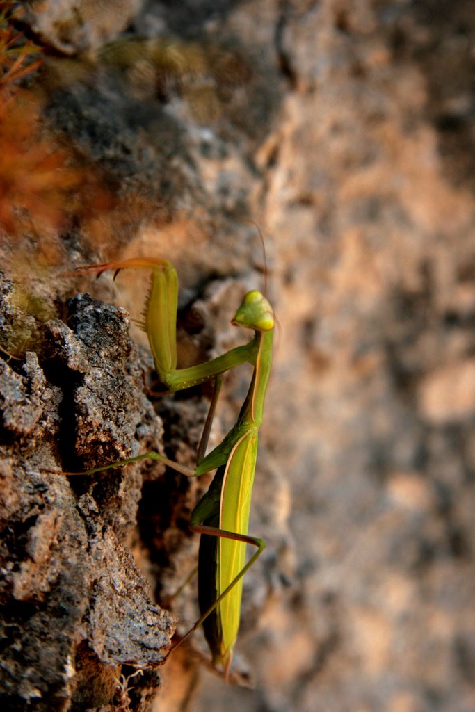 Fissa by calabro