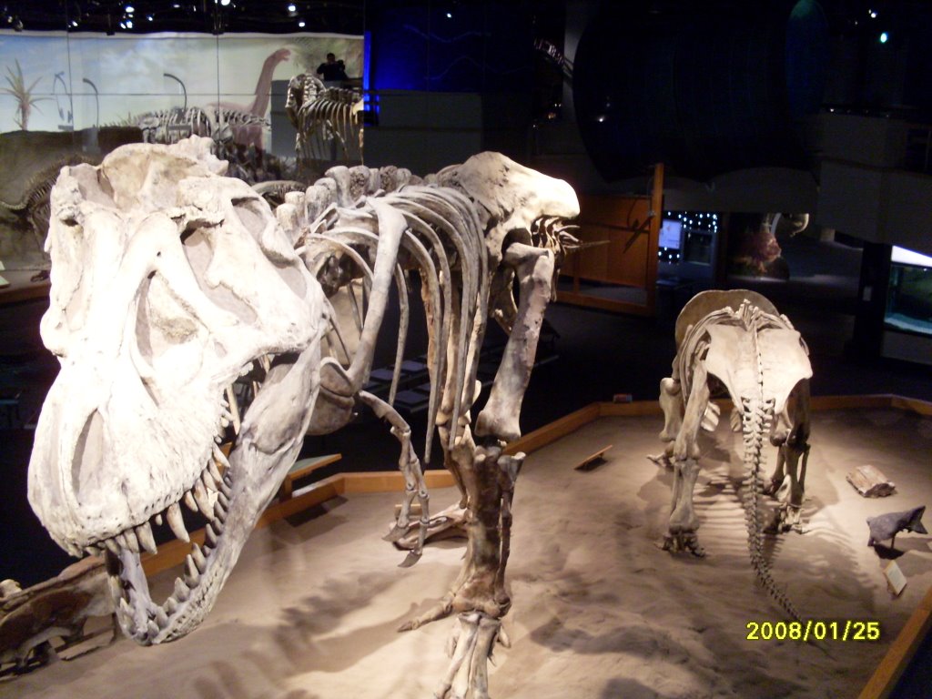 Royal Tyrrell Museum,Drumheller by Richard Nagy