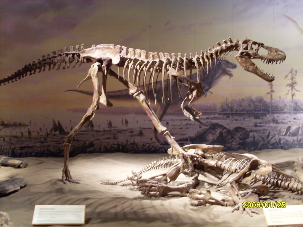 Drumheller,Royal Tyrrell Museum,Albertosaurus by Richard Nagy