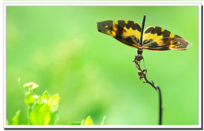 Hong Kong Wetland Park@Tin Shui Wai.Hongkong by Richy Luk