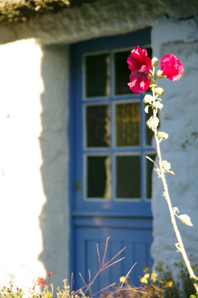 Rose trémière à Kerascoët by Jean Paul Le Roux