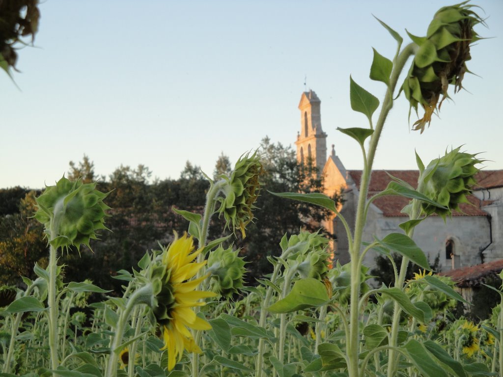 Girasoles by juan jose cantero go…