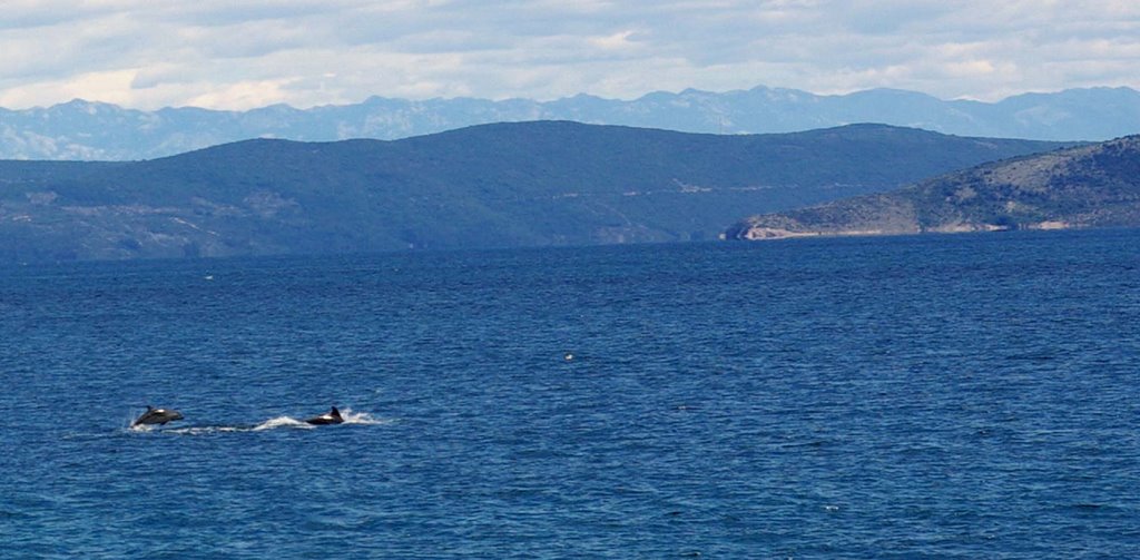 Dolphins off Ravni by Martin Bassani