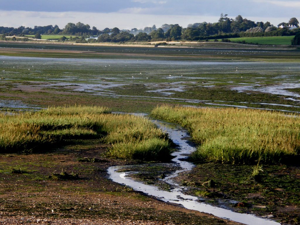 Exe bei Ebbe - Exmouth by ginilina