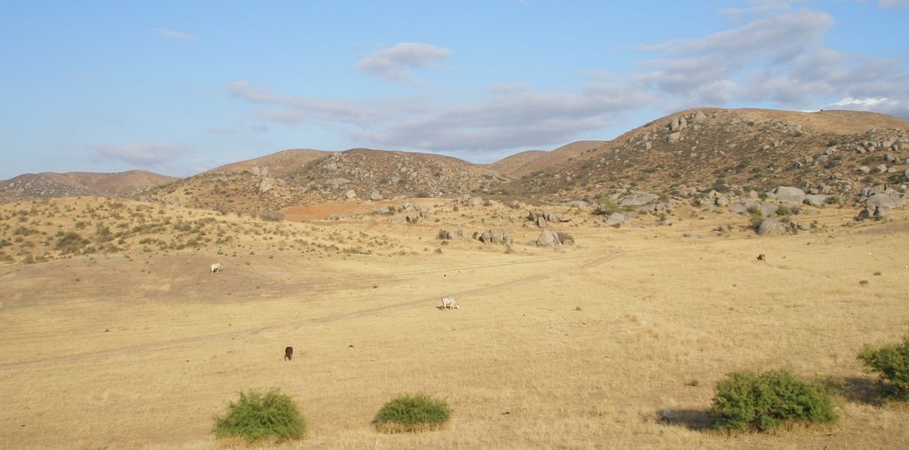 Cattle near Tecate, Baja California by alex.singan