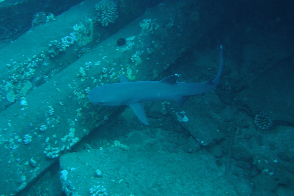 Mala ramp reef shark by gilligan57