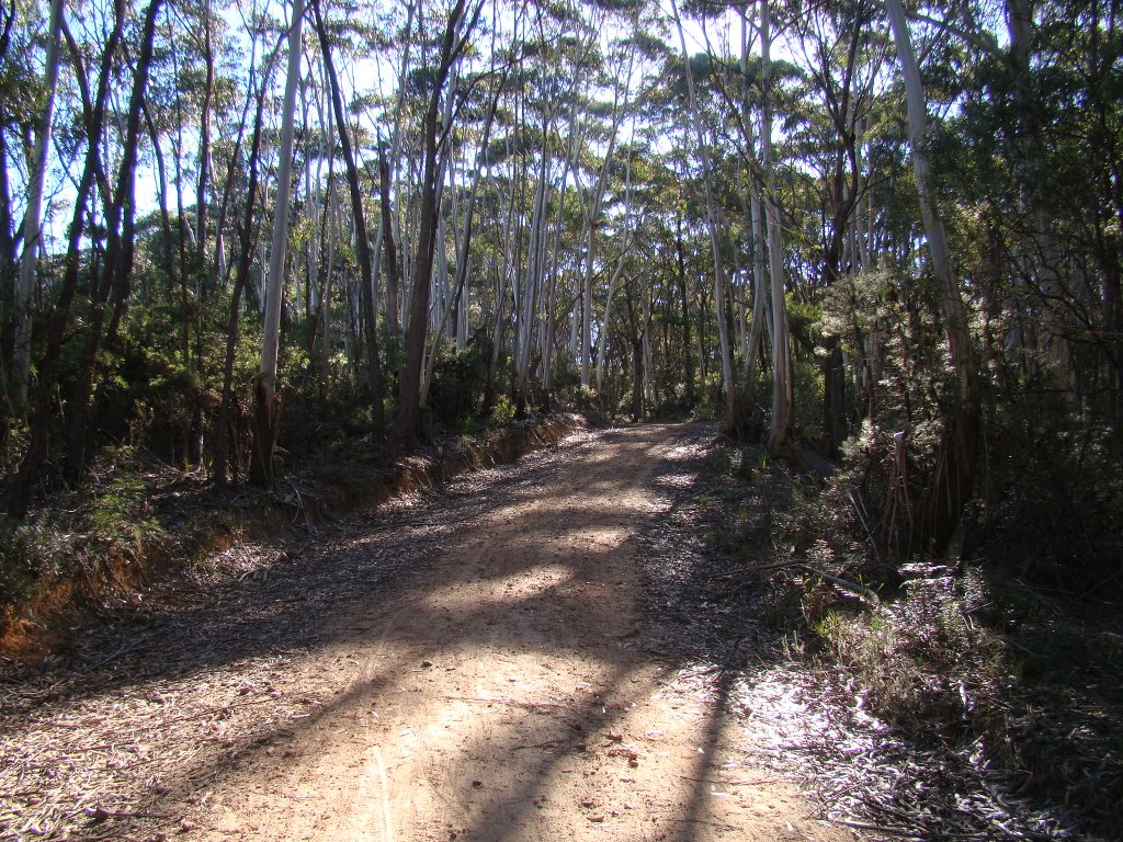 Narrow Neck fire trail by marhleet