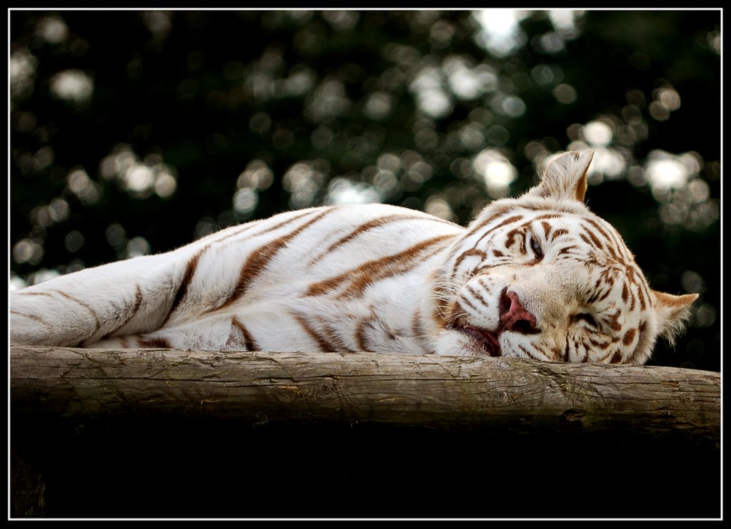 White Tiger by Karen James