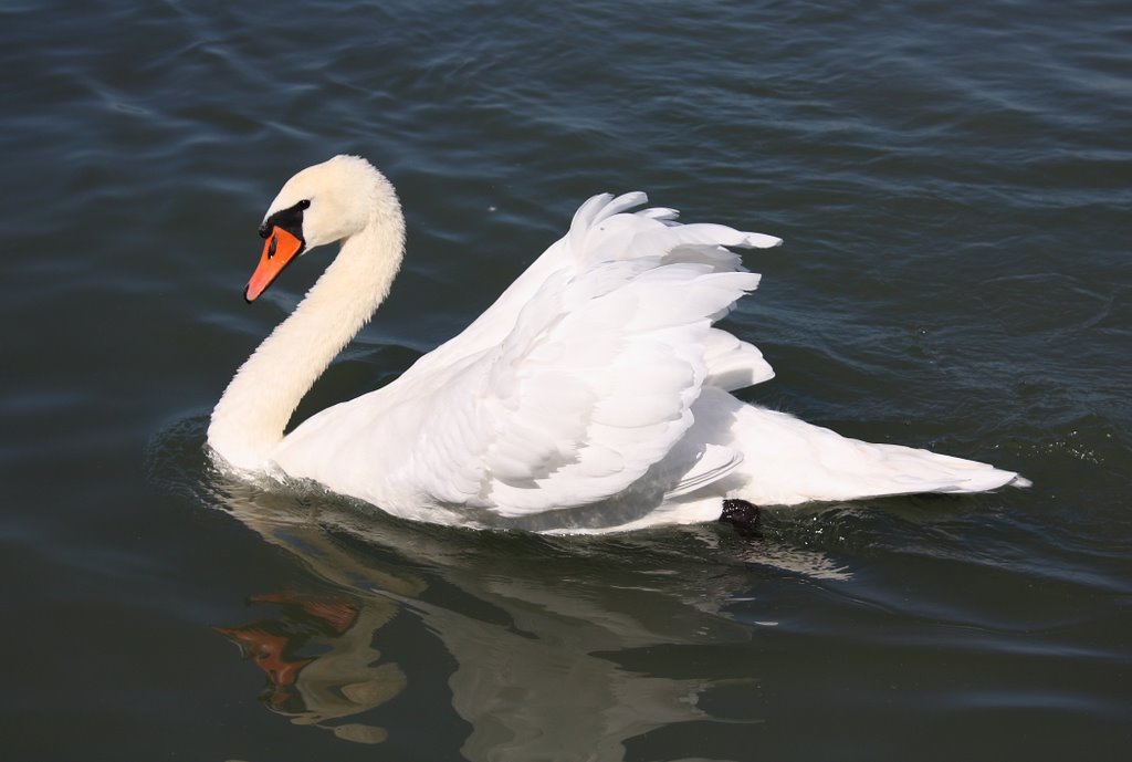 Swan - an elegant Beauty by Tiberius Gallus