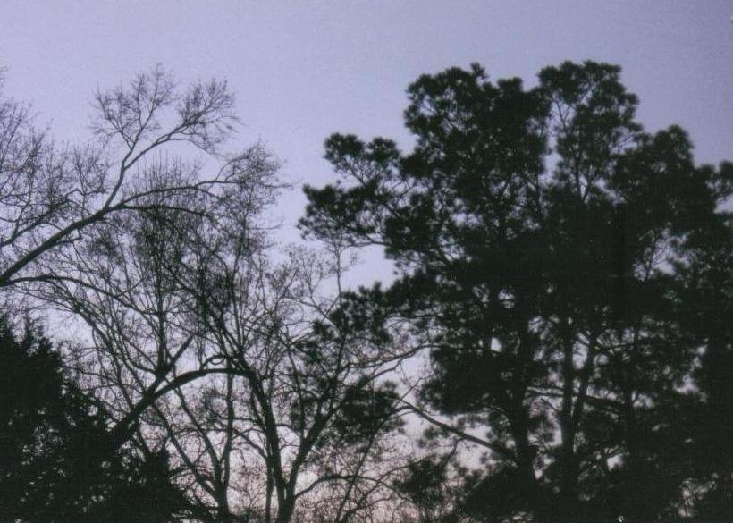 Trees at dusk in Lake Charles, Louisiana by conniemod