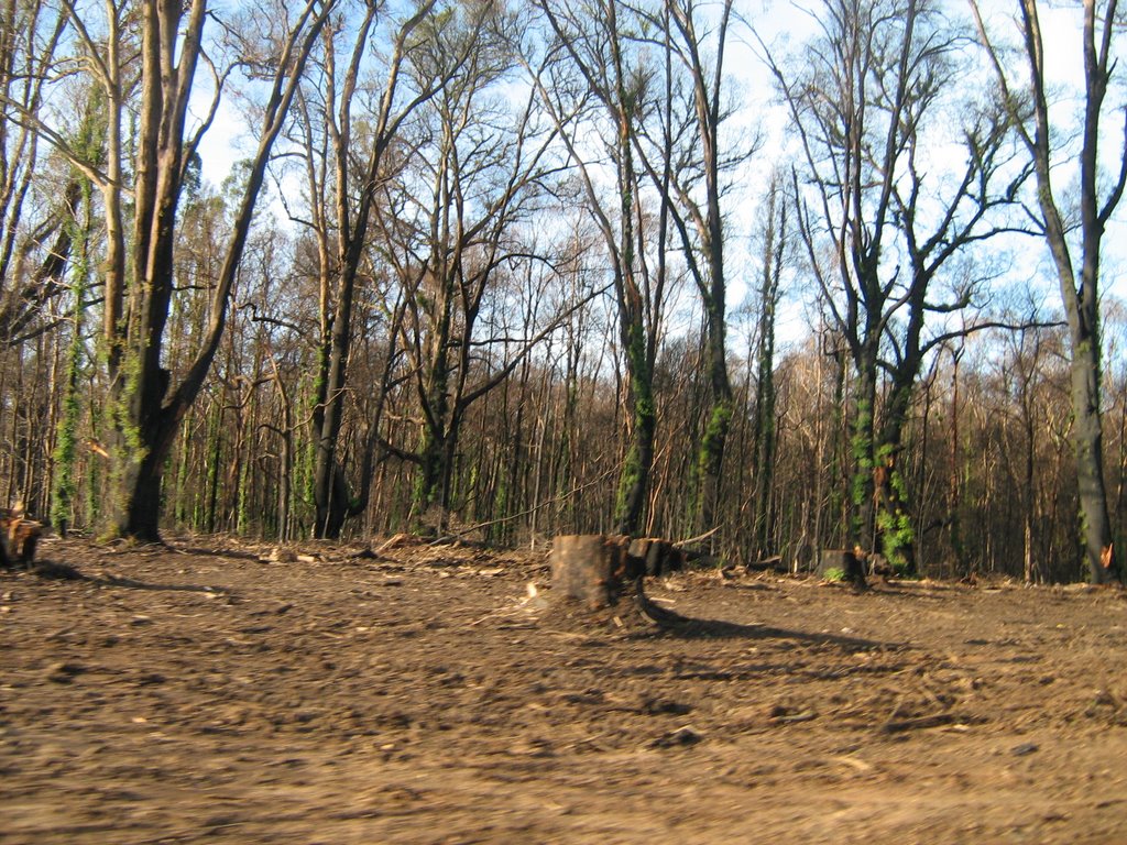 Bushfire destruction near Castella, Vic by Jason Boyd