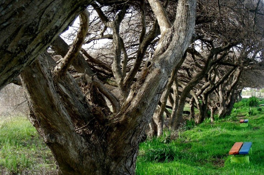 Arboles Emarañados by Alfredo Boettiger