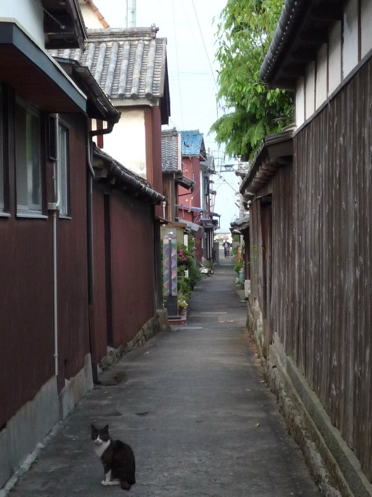 A cat on an alley 路地と猫 by match345