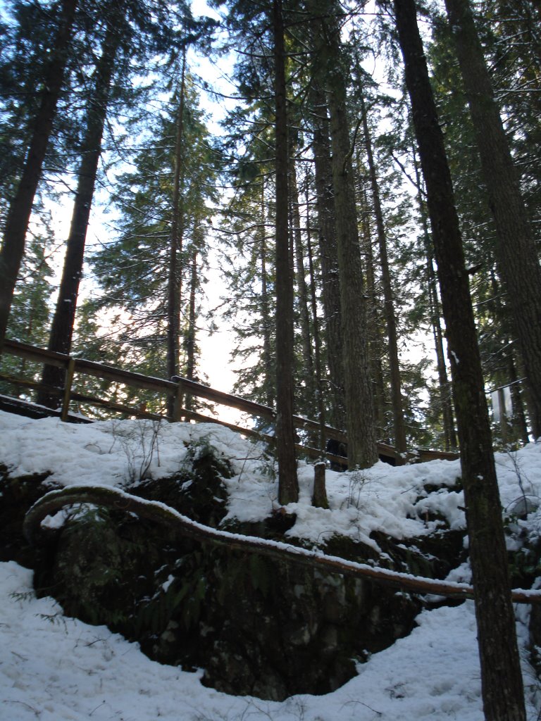 Lynn Valley Park by Maelly Gava