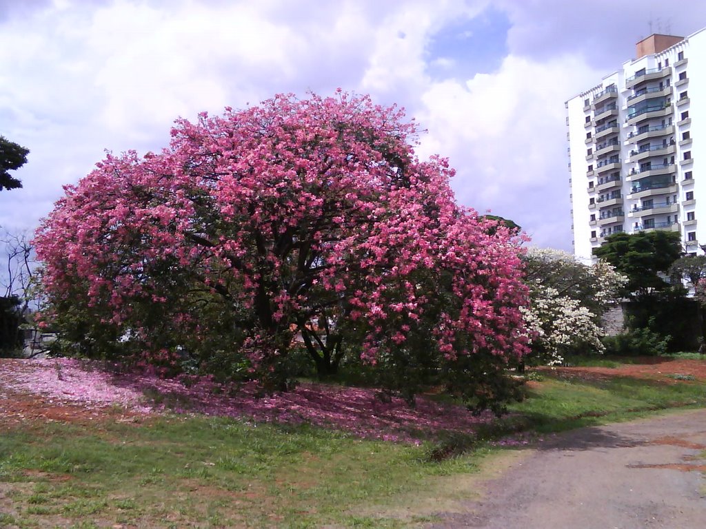 Ipê - CERET - São Paulo/SP by Fabricio Soida