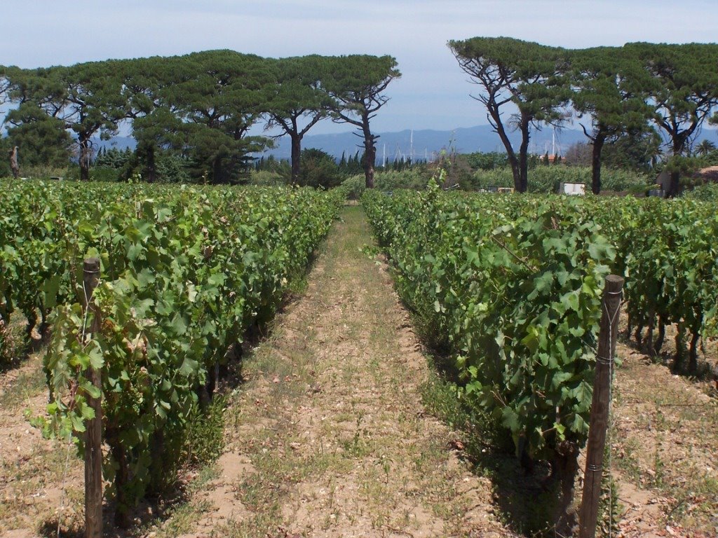 Vineyard on Porquerolles by BertKg