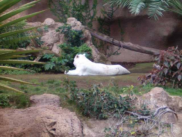 Loro Park, pero es un tigre albino... by fcojavier