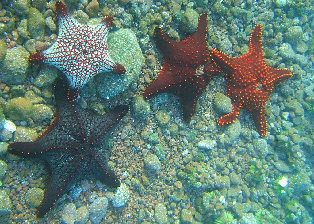 Gulf Star's, snorkelling on Rabida Island by Huw Lewis