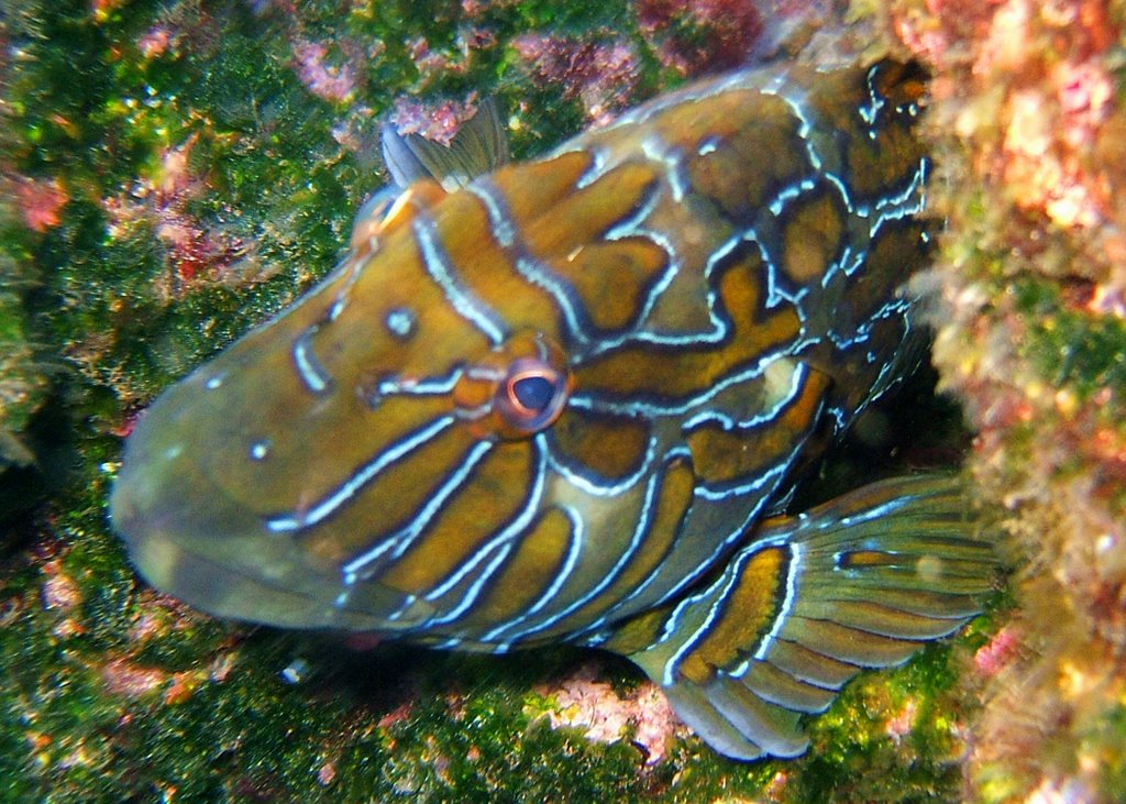 Hieroglyphic Hawkfish, snorkelling at Rabida Island by Huw Lewis