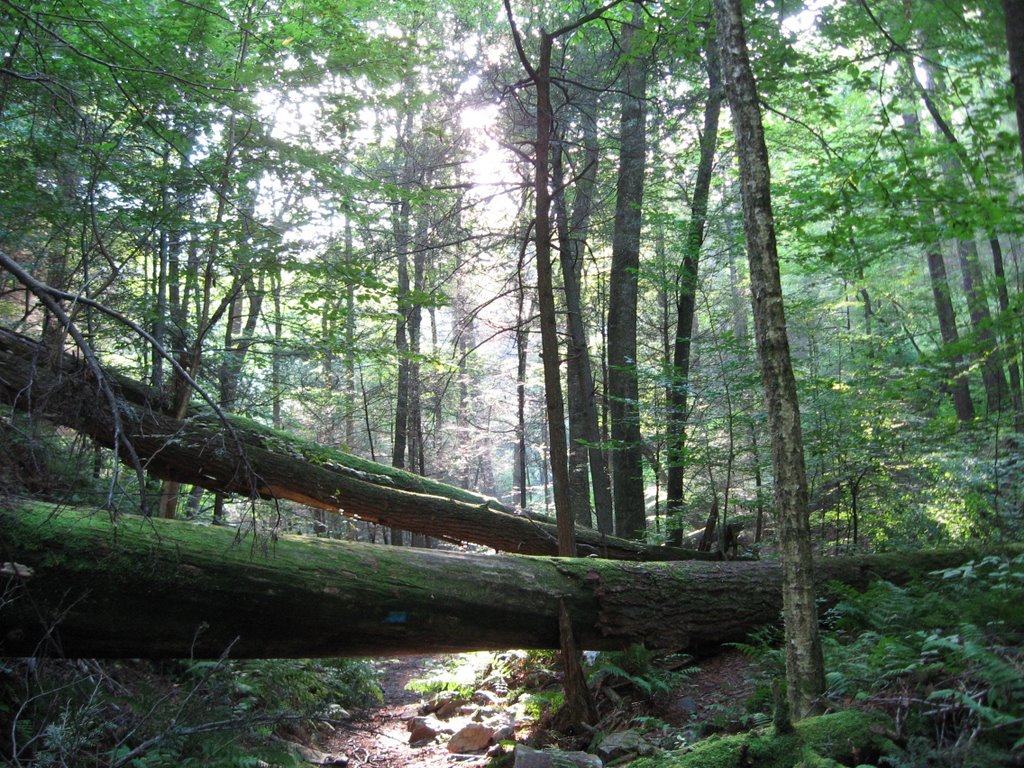 Swift Run Trail by Chris Sanfino