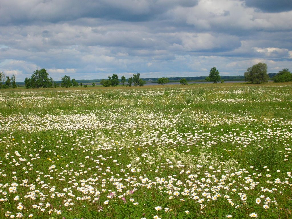 Himmel und Blüten an der Wiek by Hoyningen