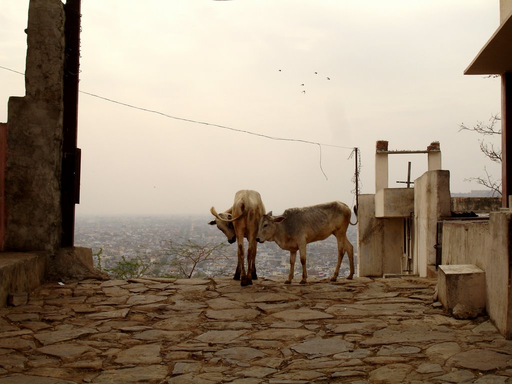 Cows near Galta Mandir by florianrobert