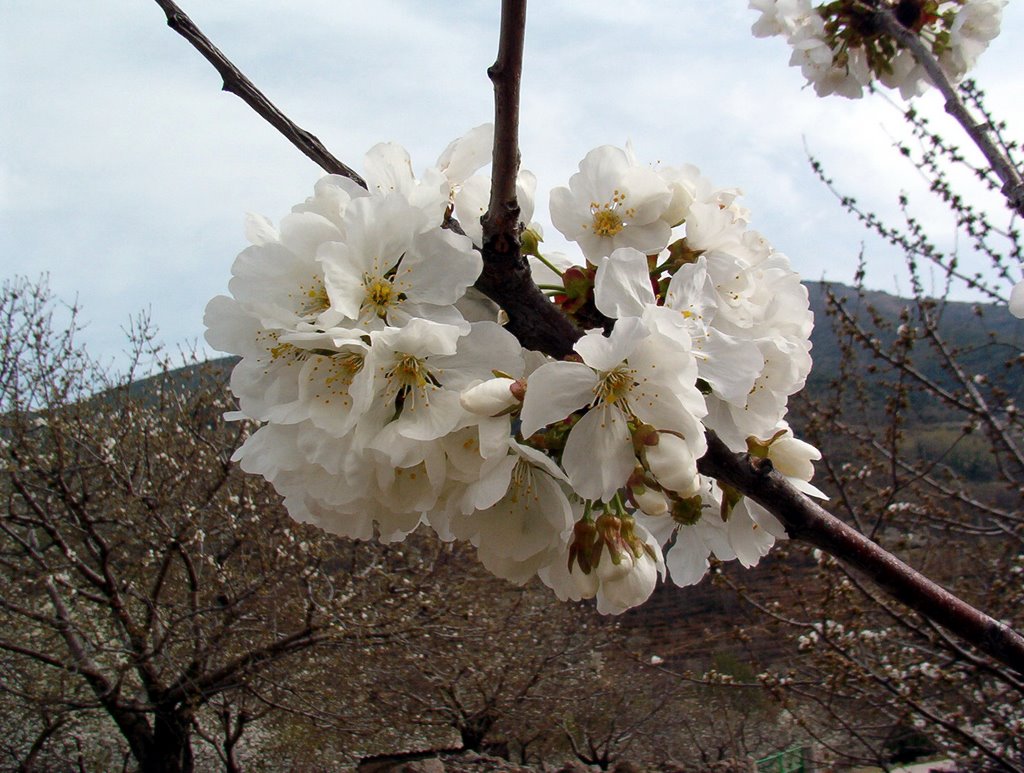 Flor de Cerezo by mu_info