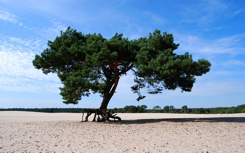 Soestduinen by Hans J.S.C. Jongstra