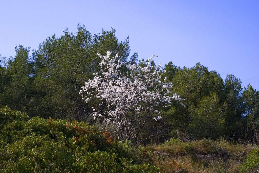 L´ arbre blanc by joananton