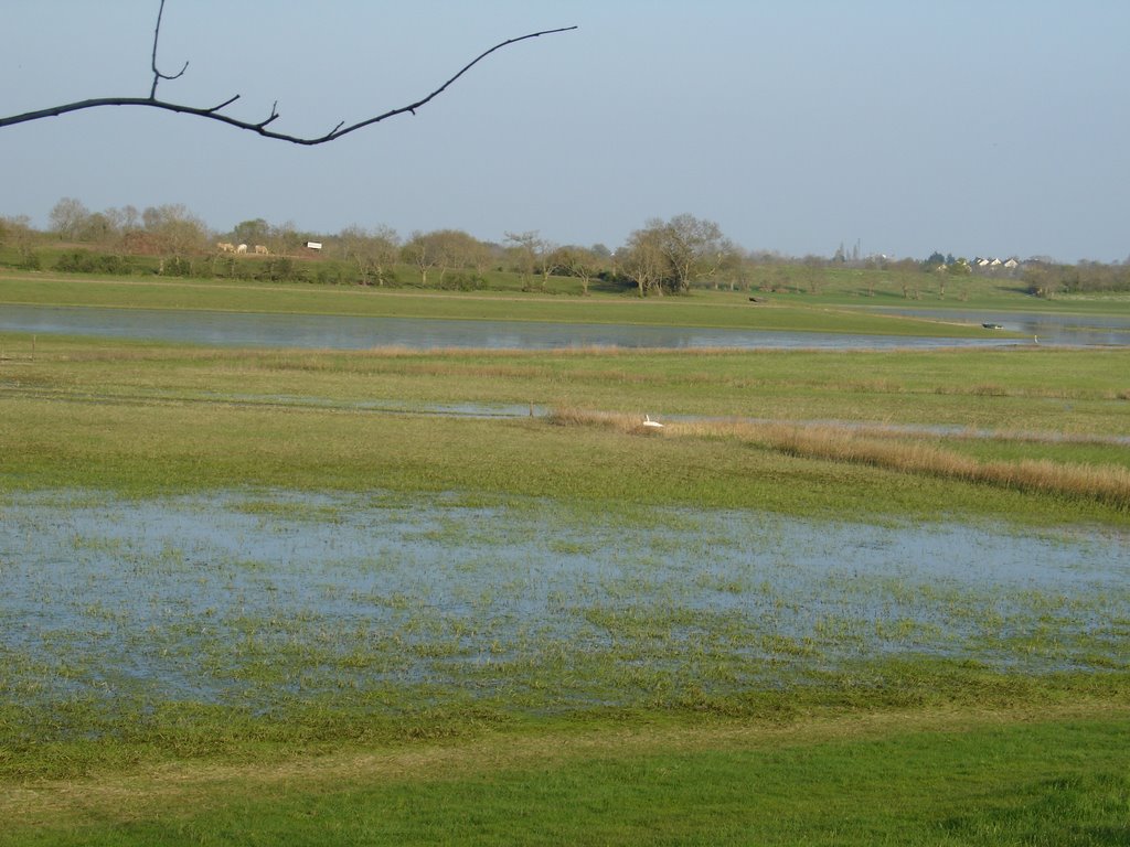 Site ornithologique - Marais de Grée Ancenis by neozela