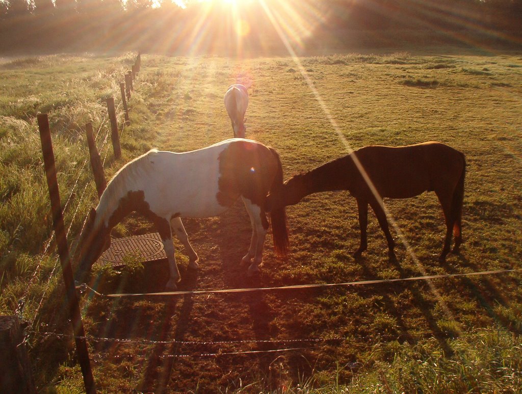 Cavalos pastam ao nascer do sol by rass81