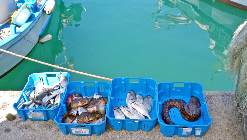 Imperia Oneglia giu8 El pescado del barco del perro by esseil panoramio