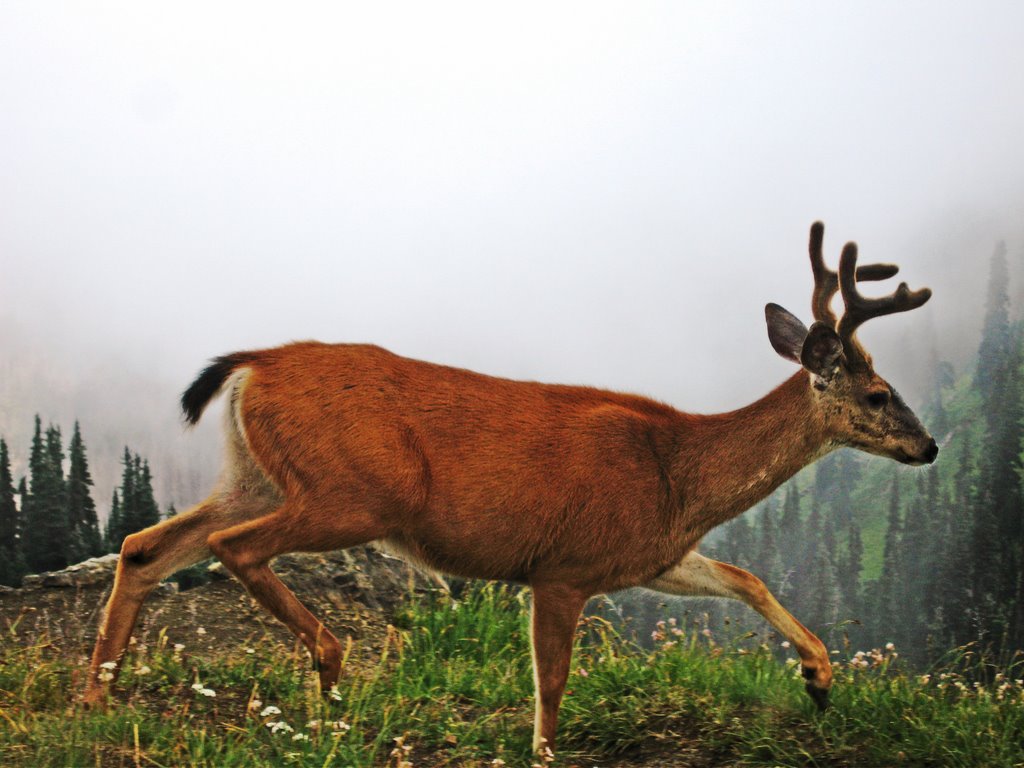 Close-up of a Deer by Matt Lemke