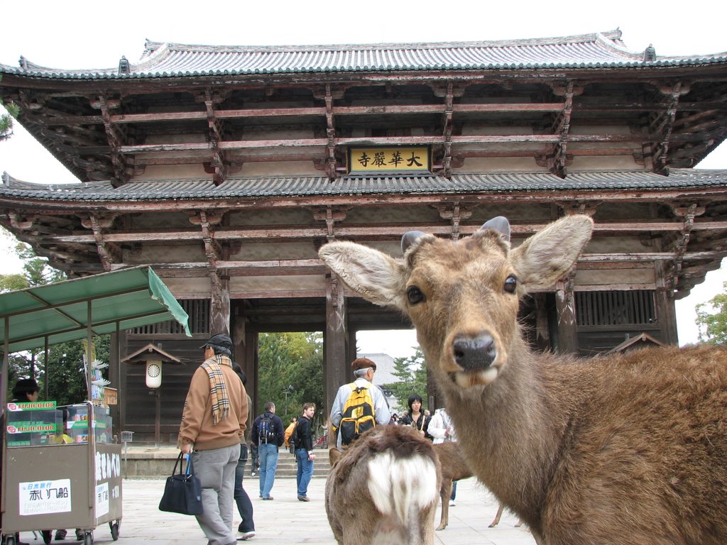 A deer welcomes us neat Tōdai-ji temple by mdarsigny