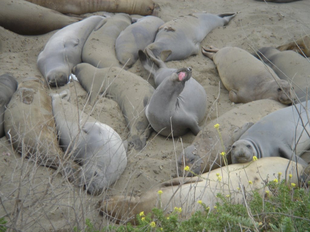 Elephant Seals on Central Coast by Manoj Koushik