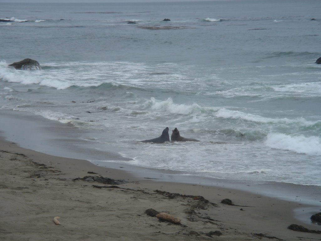 Elephant Seals on Central Coast by Manoj Koushik