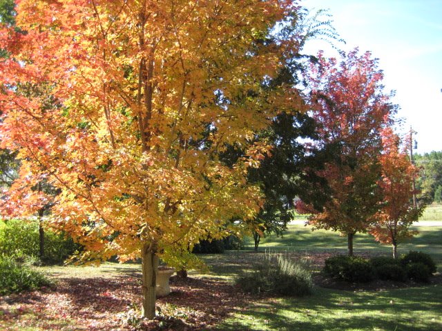 ""Fall", last year, as seen out my front door! by Sarah O