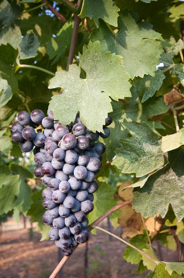 Wines ripening at Castelrotto, Valpolicella by Mikko Summala Photography