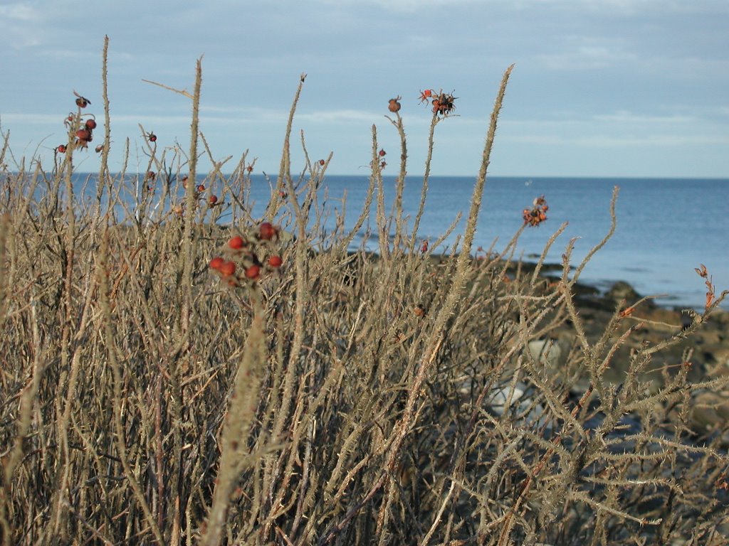 Weeds at Rye Beach by Carol Walker Aten