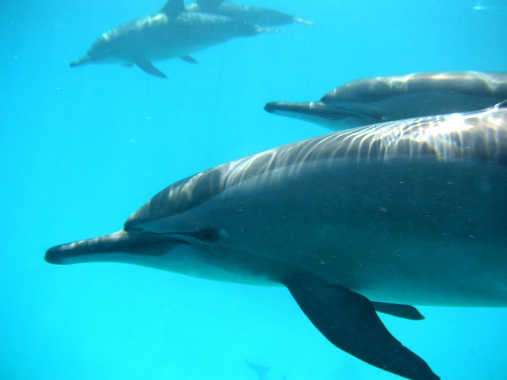 2003-08 Marsa Alam Dolphins 3 by Jean-Paul